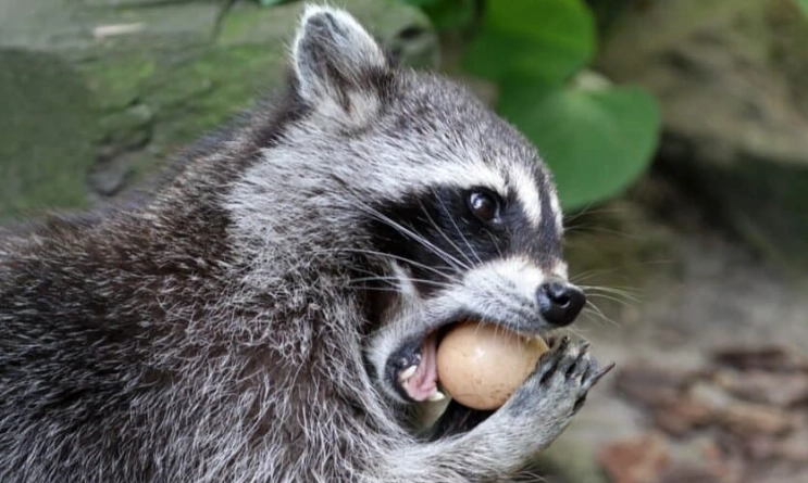 what to feed raccoons