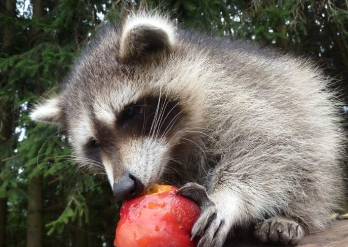 what to feed raccoons