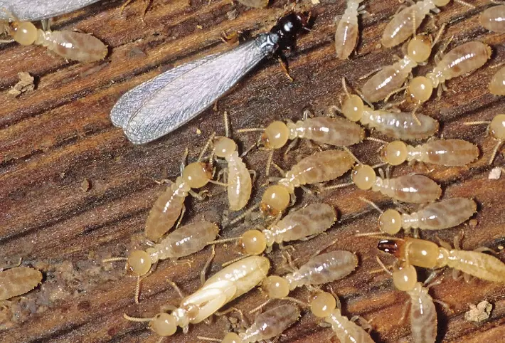 termite control