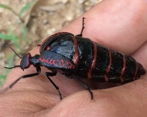 Black Insects with Red: Identification, Are They Dangerous & Control Tips