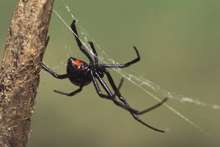 spider identification