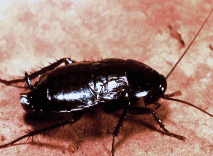 oriental cockroach infestation