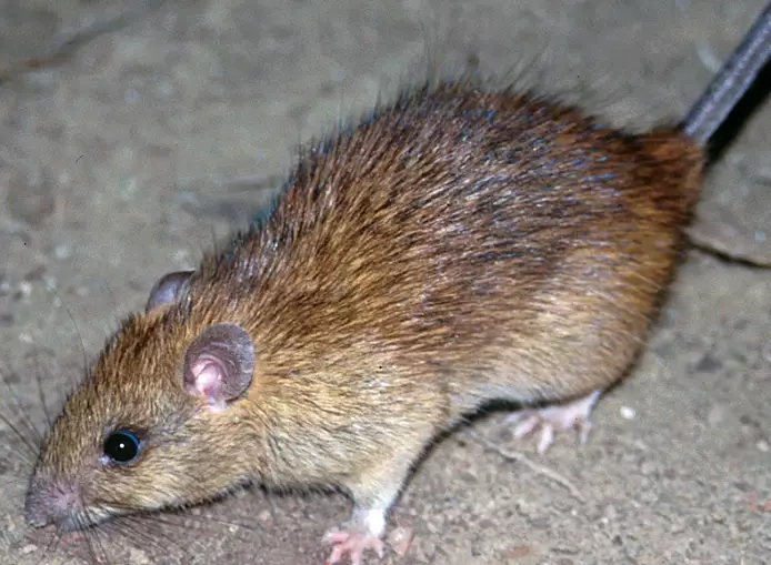 how to get rid of roof rats