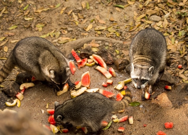 what to feed raccoons