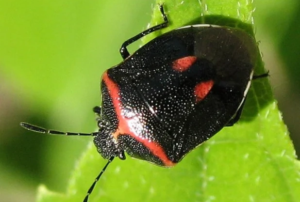 black insect with red spots