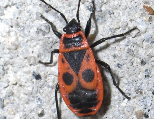 black and red bugs