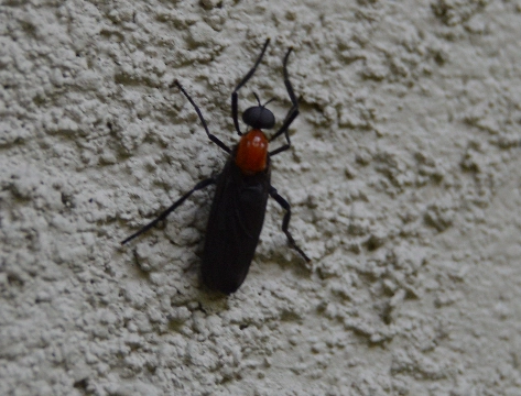 red and black beetles
