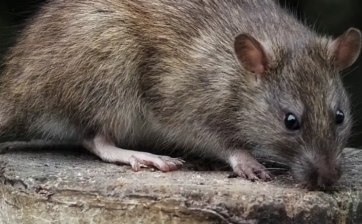 roof rats identification