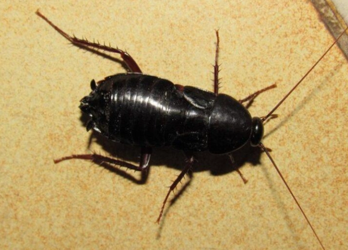 oriental cockroach vs german cockroach