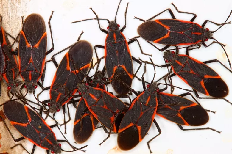 black and red bugs