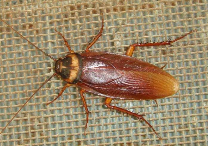 American Cockroach Guide: Identification, Prevention & Control