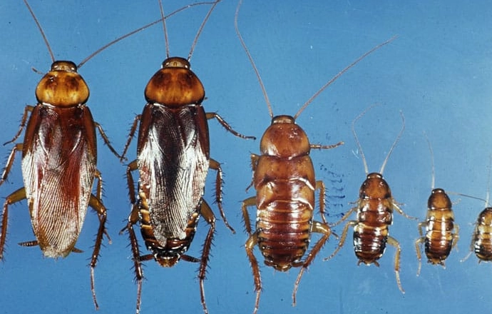 american cockroach infestation