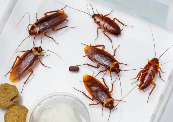 prevent cockroach infestation
