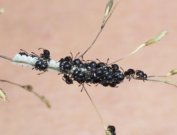 carpet beetle larvae