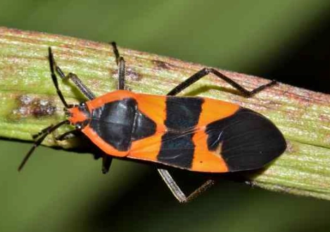 are orange and black bugs poisonous