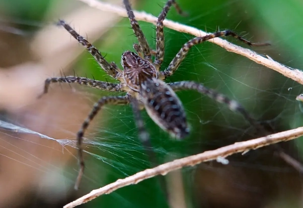 Yellow Jackets: How to Identify, Prevent, and Eliminate Them Safely