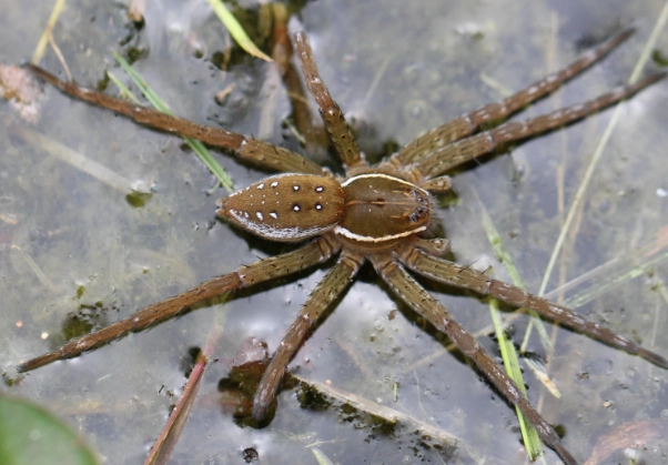 Fishing Spiders: Identification, Habitat, and Are They Dangerous?