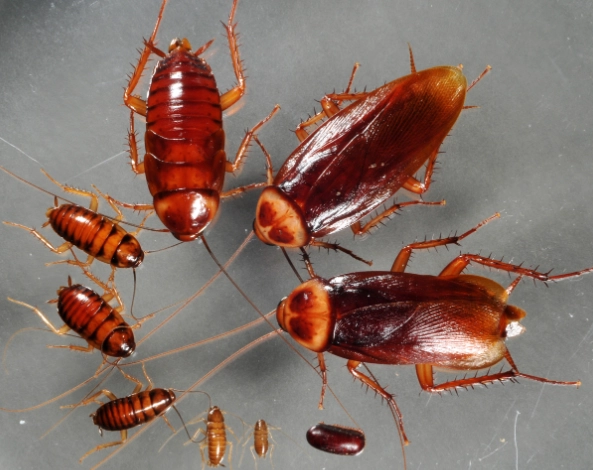 prevent cockroach infestation
