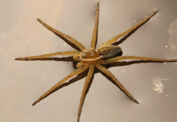 are fishing spiders dangerous