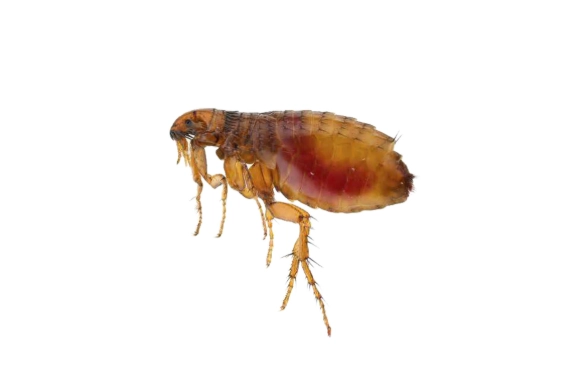 flea control