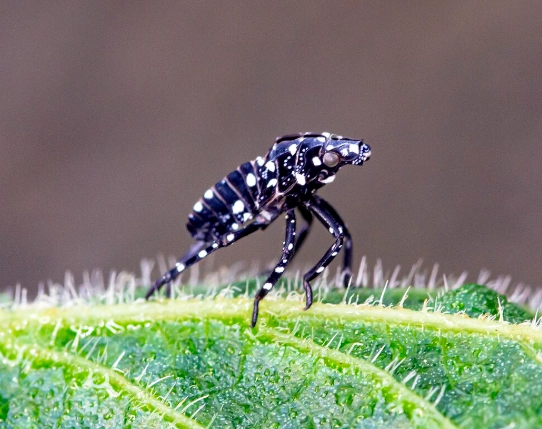 Tiny Black Bugs with White Spots: Identify, Eliminate & Prevent