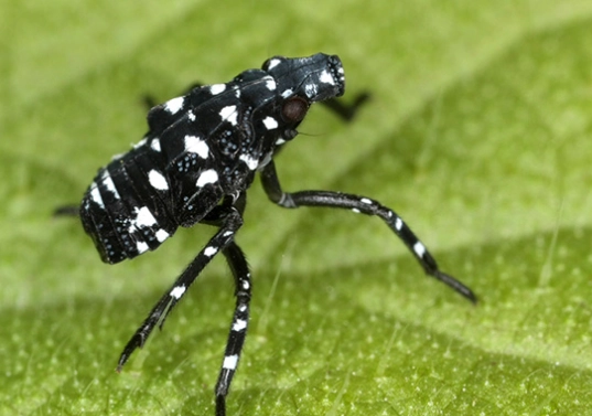 black bug with white spots