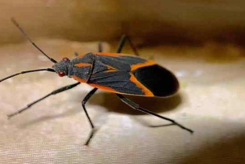 Black and Orange Bugs: A Guide to Identification, Risk, and Control