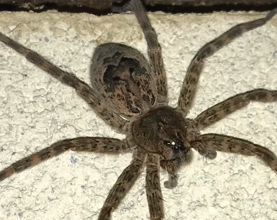 yellow jacket nest removal