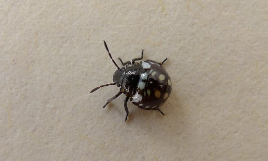 black bug with white spots