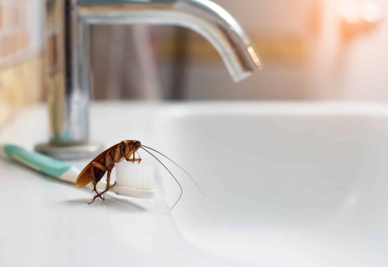 What Do Cockroaches Need to Survive? The Essential Guide to Their Survival