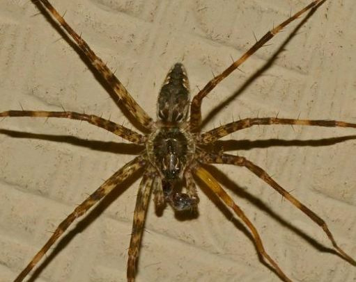 are fishing spiders dangerous