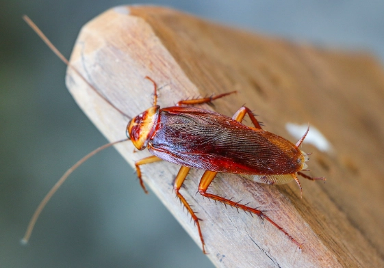 cockroach lifespan without food