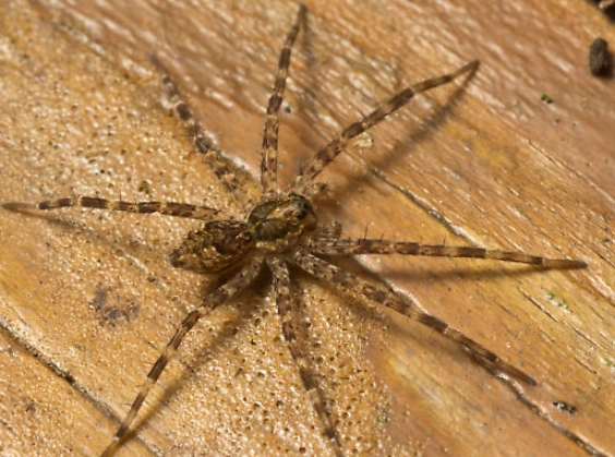 how to get rid of yellow jackets