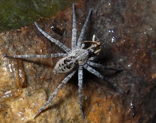 yellow jacket nest removal