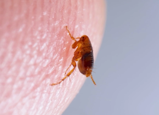 How to Get Rid of Fleas: A Complete Guide for Home and Pet Owners