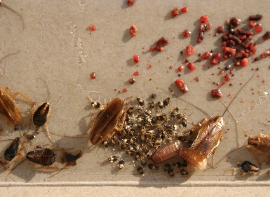 cockroach survival needs