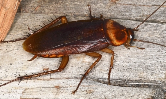 cockroach lifespan without food