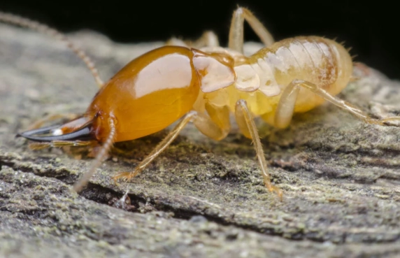 subterranean termites