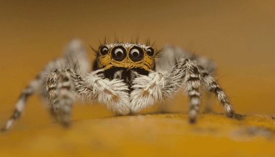 jumping spider bite symptoms