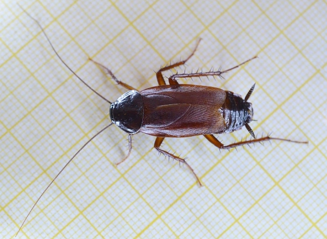 how to identify cockroaches