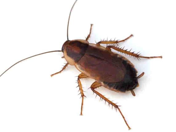 common cockroach species