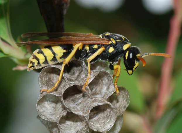 wasp nest removal