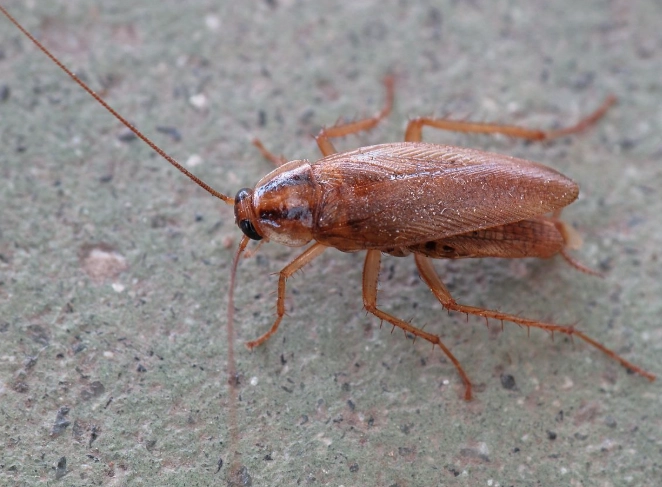 german cockroach control
