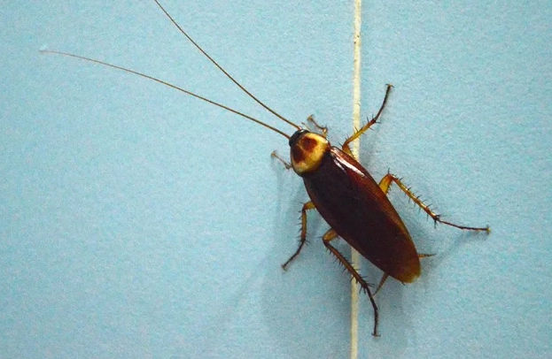 get rid of german cockroaches