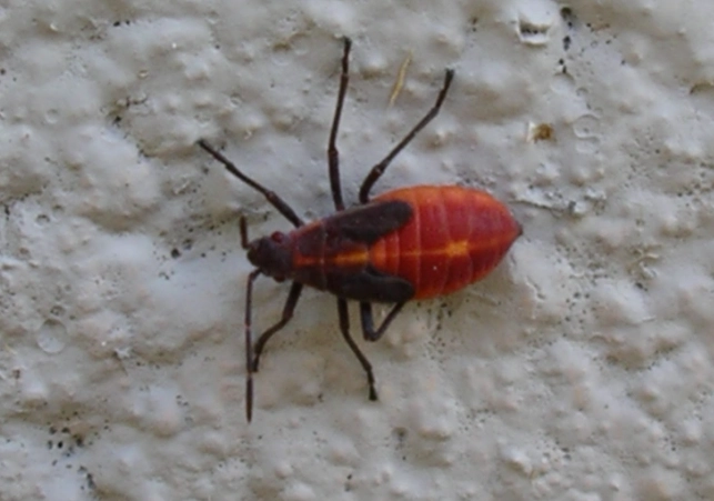 boxelder bug