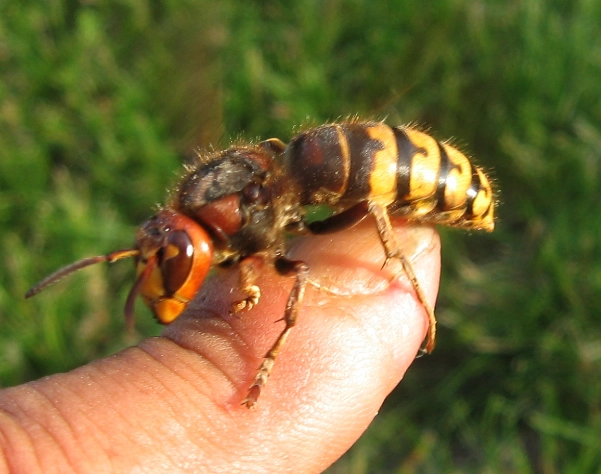 european hornet nest removal