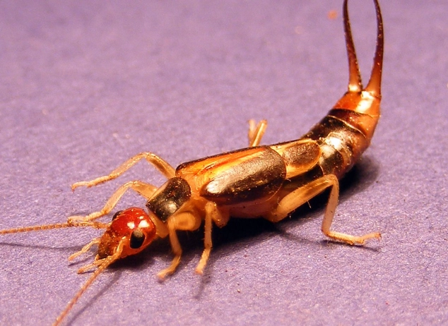earwig identification