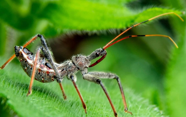 assassin bug identification