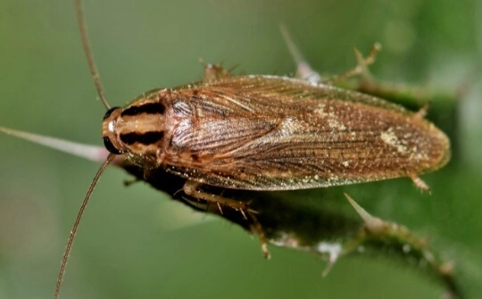 german cockroach infestation signs