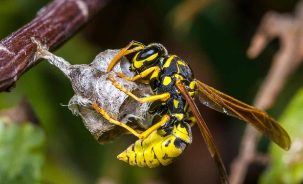 wasp identification